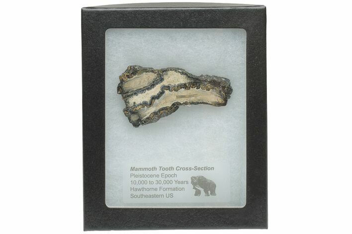 Mammoth Molar Slice with Case - South Carolina #217913